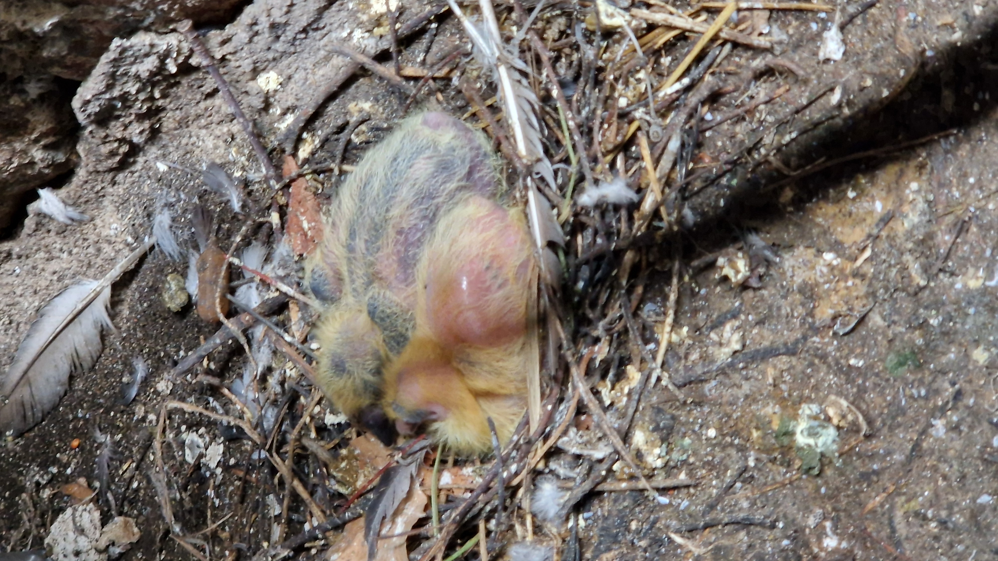 ein Tag später, Yang...