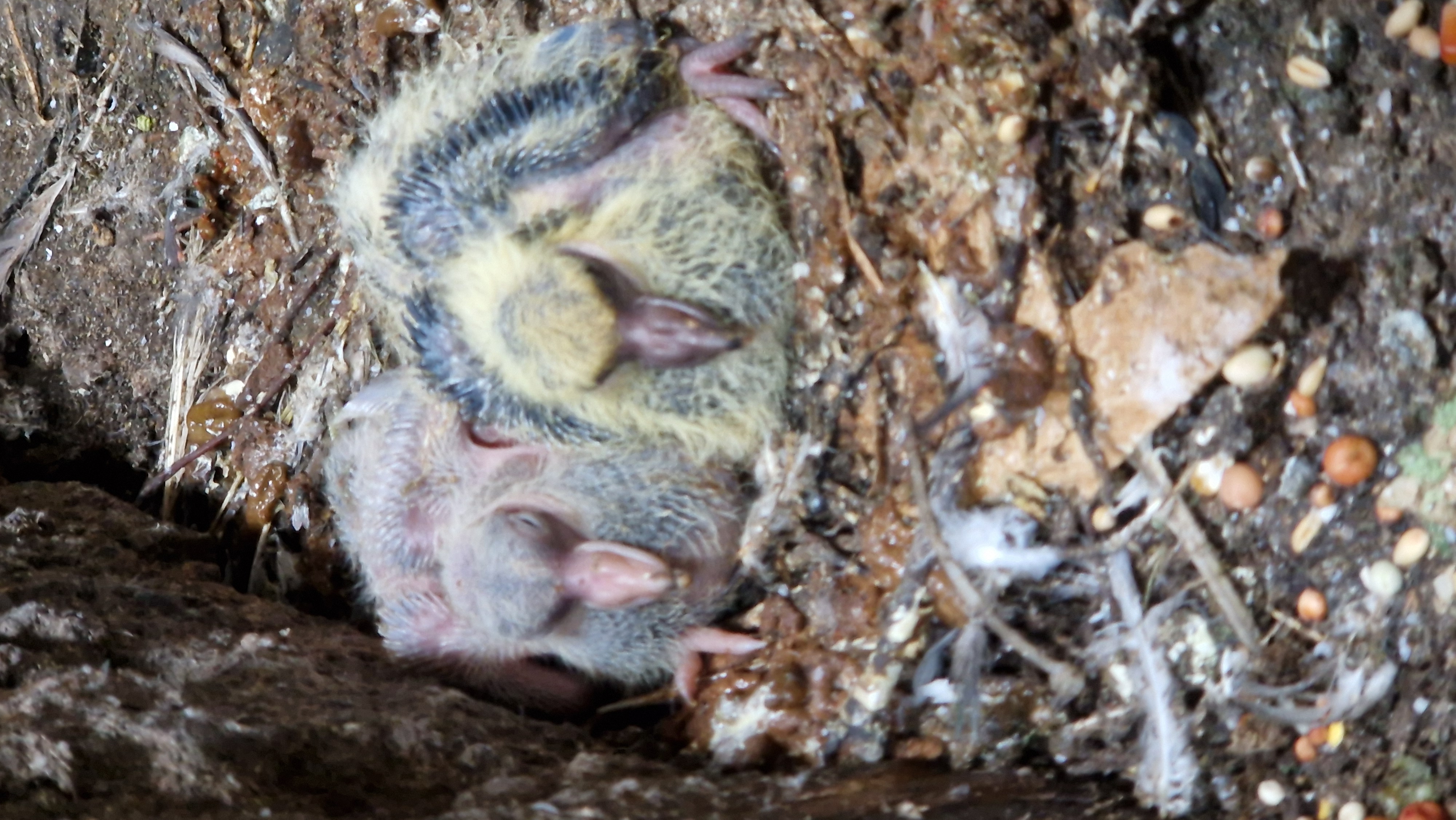 sie öffnen die Augen...