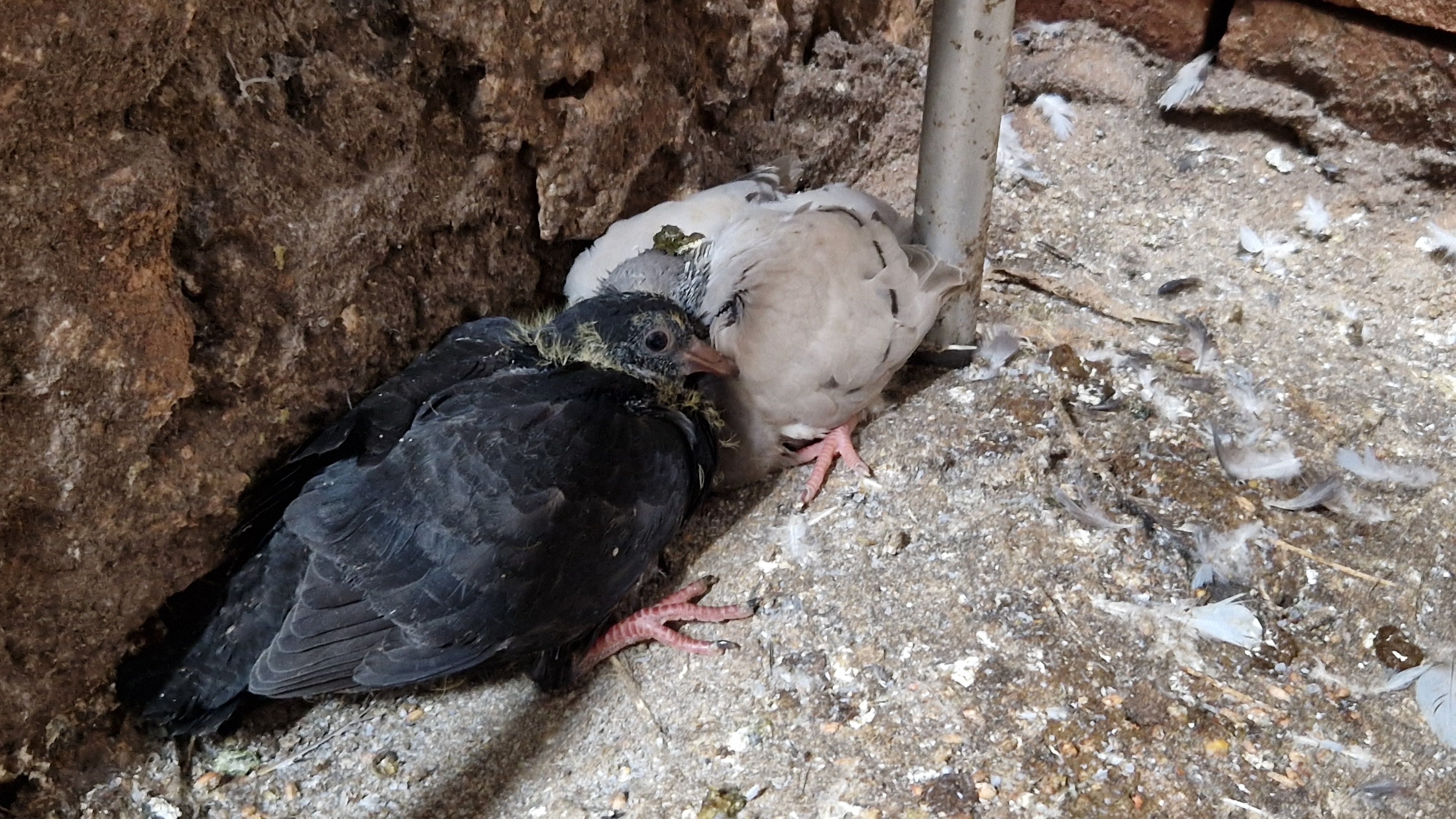 noch mit Flaum, aber das wird schon...