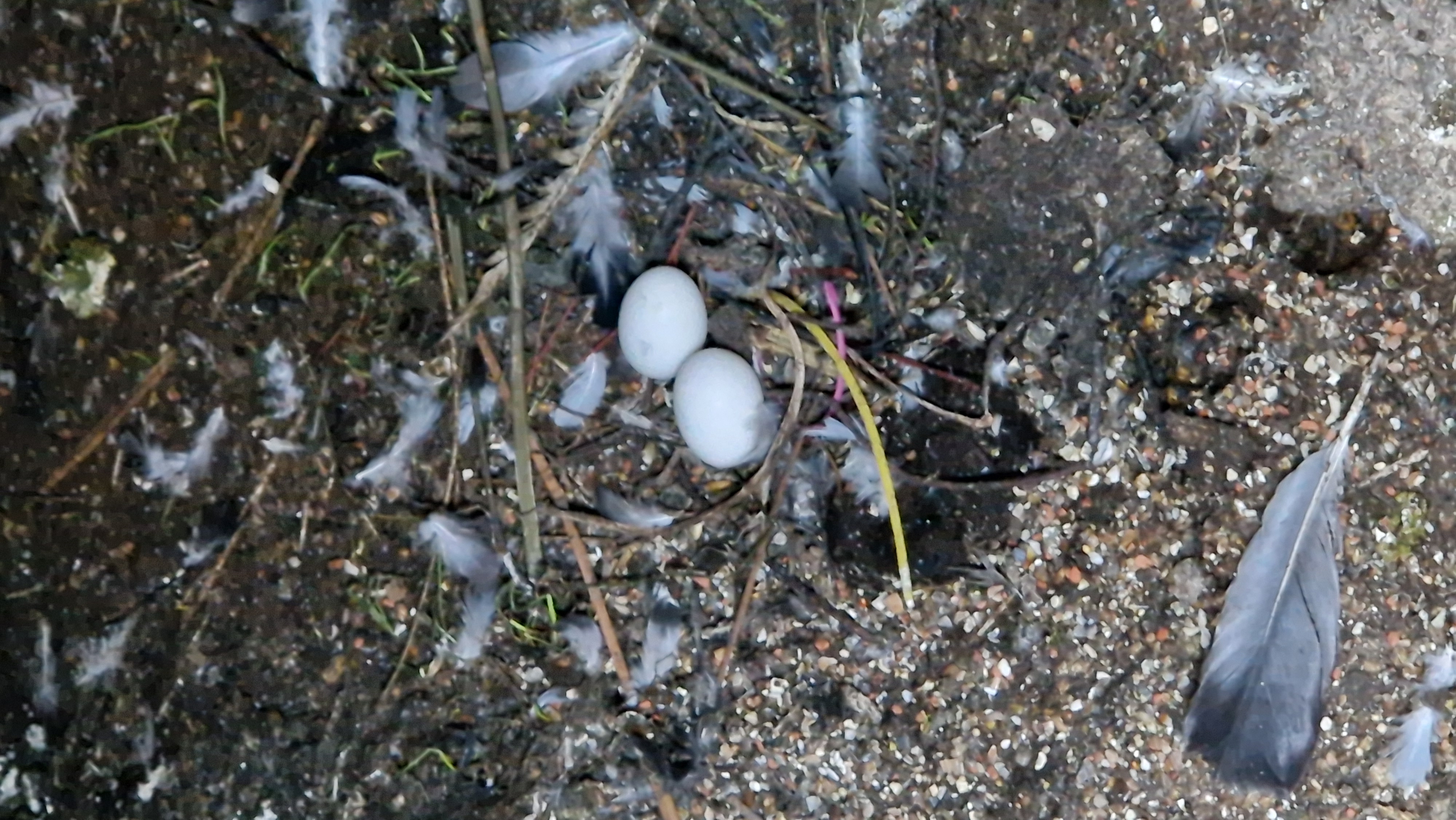 Gelege in einem verdreckten Gang